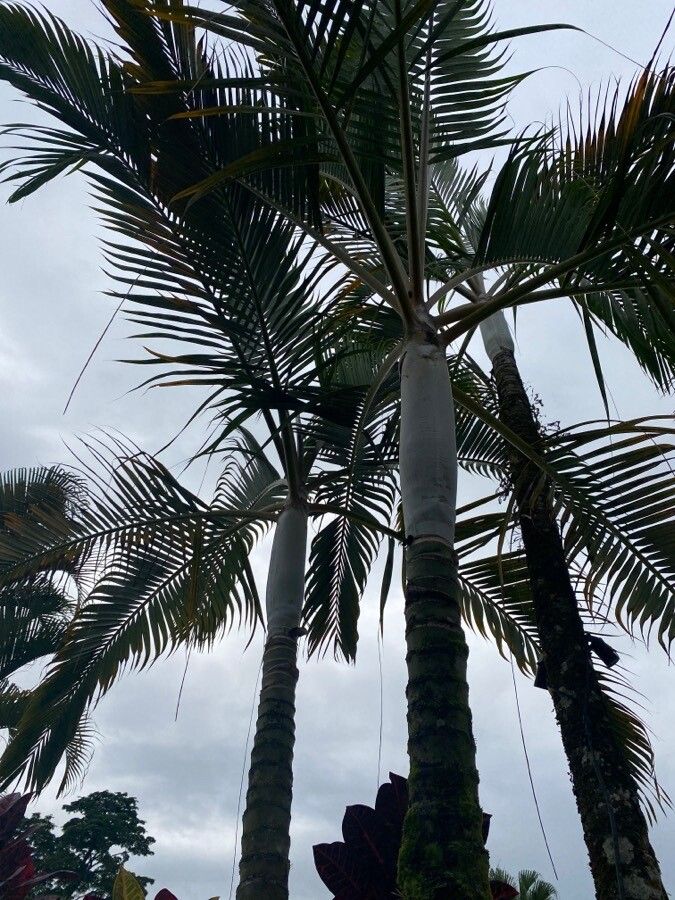 Basselinia tomentosa — search result for 'Arecaceae'