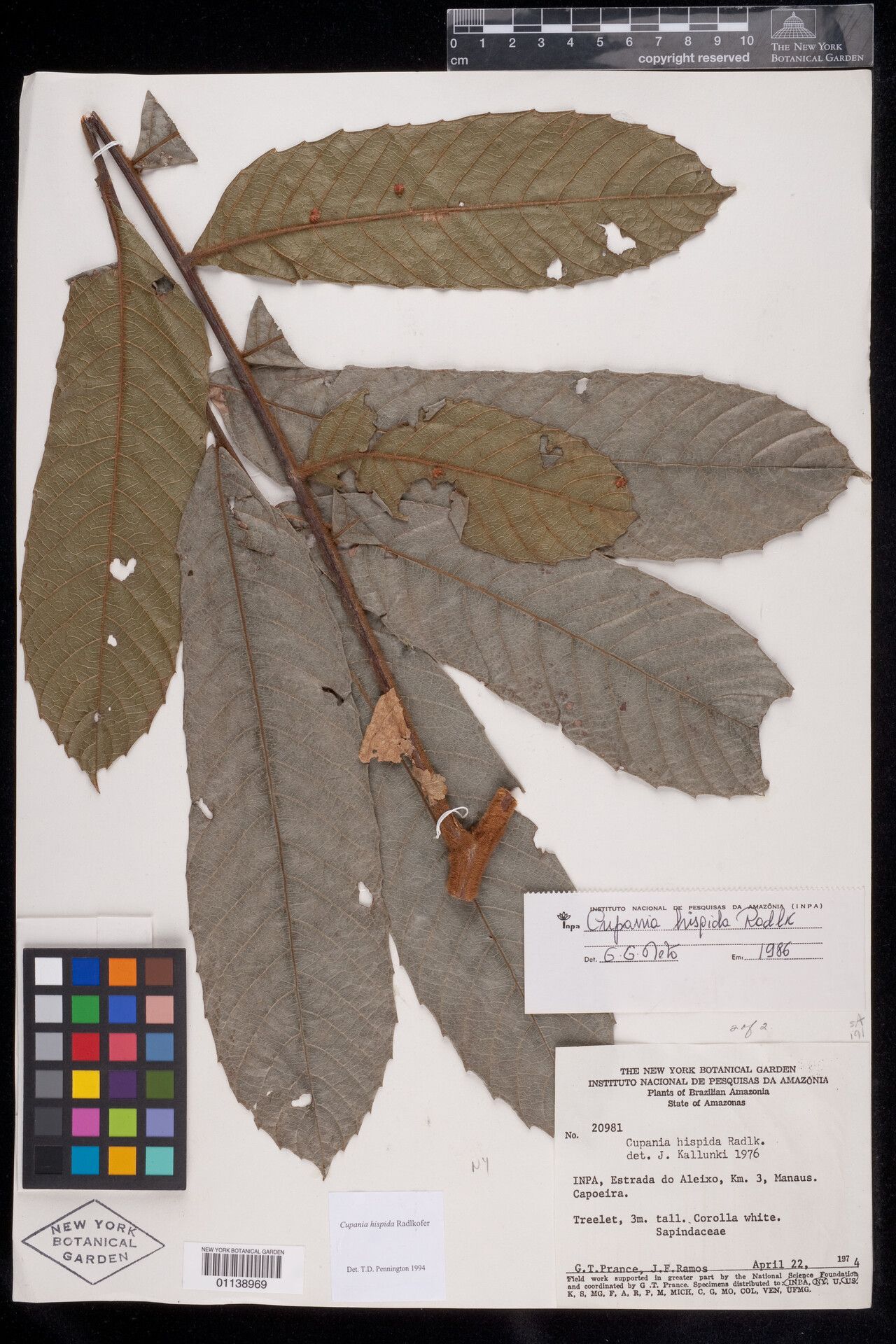 Cupania hispida leaf