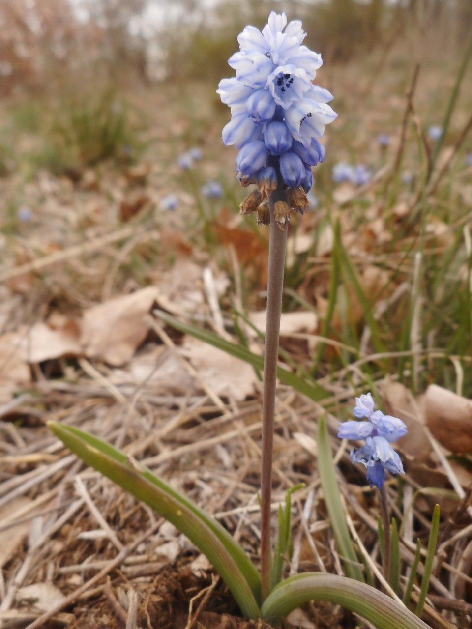 Pseudomuscari azureum flower