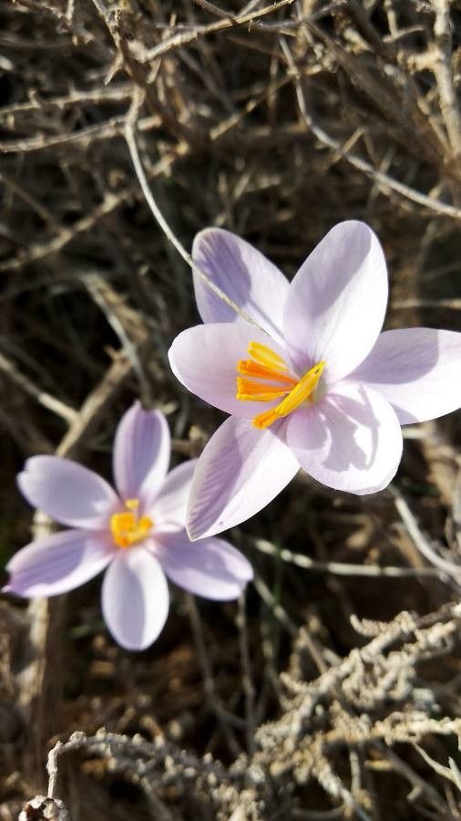 Crocus cambessedesii flower