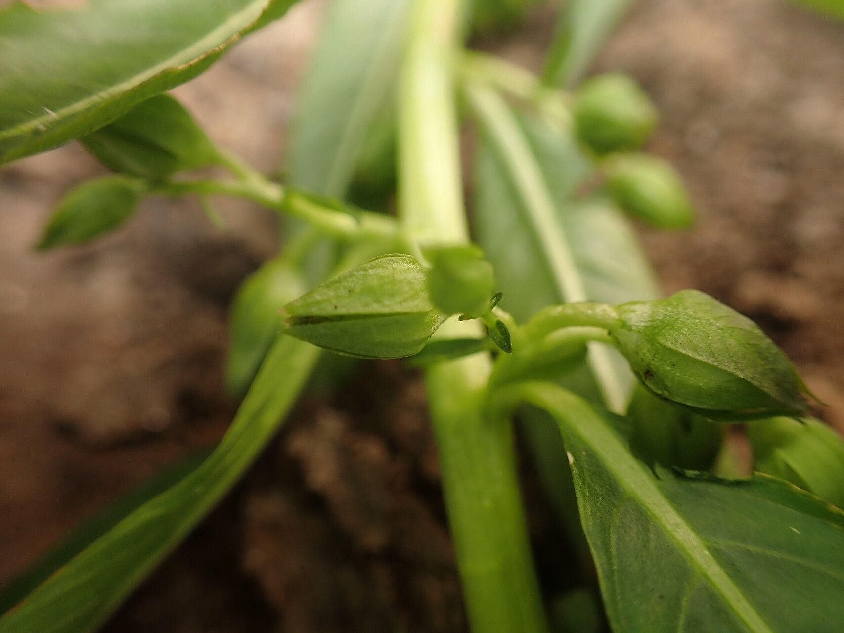 Hydrolea palustris flower