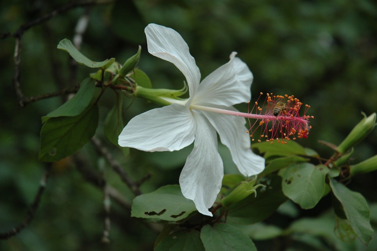Hibiscus waimeae flower