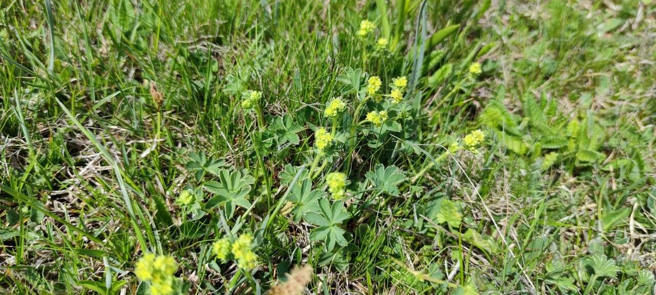 Alchemilla vetteri leaf