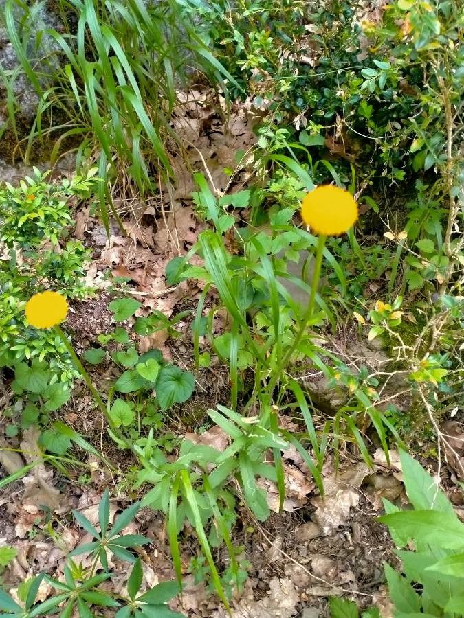 Leucanthemum virgatum leaf