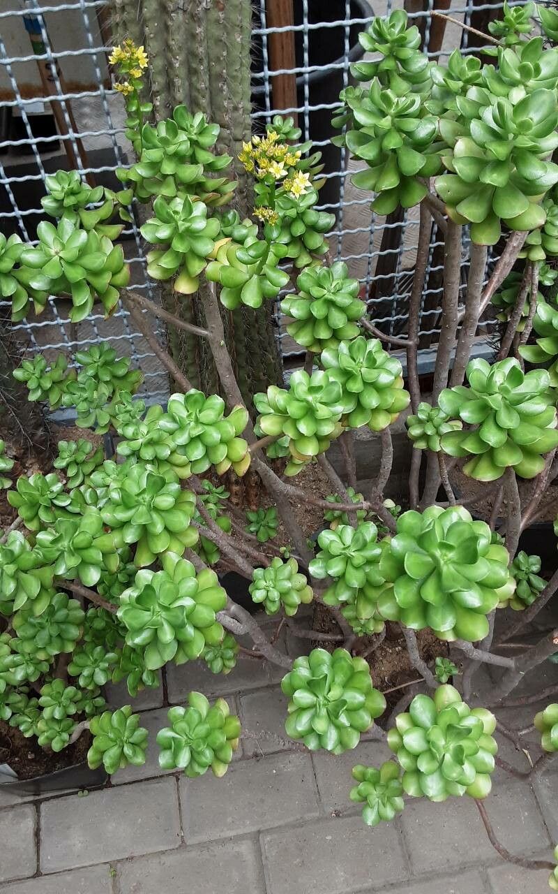 Echeveria chilonensis — houseplant care guide