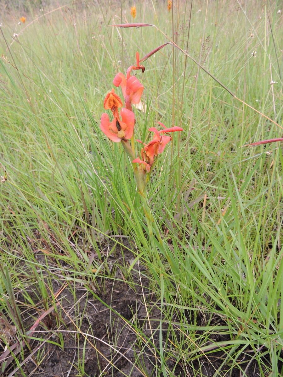 Disa erubescens flower