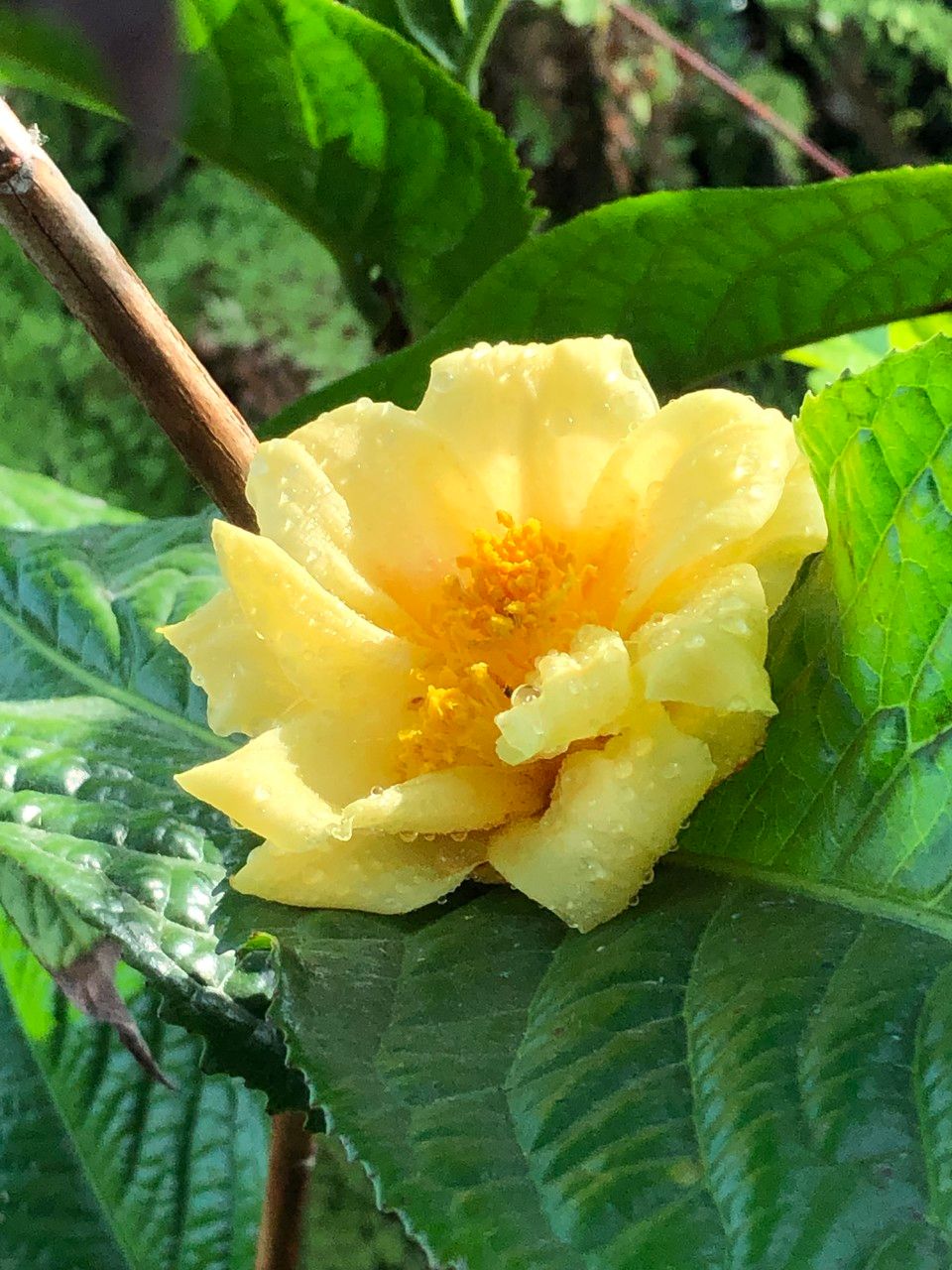 Camellia petelotii flower