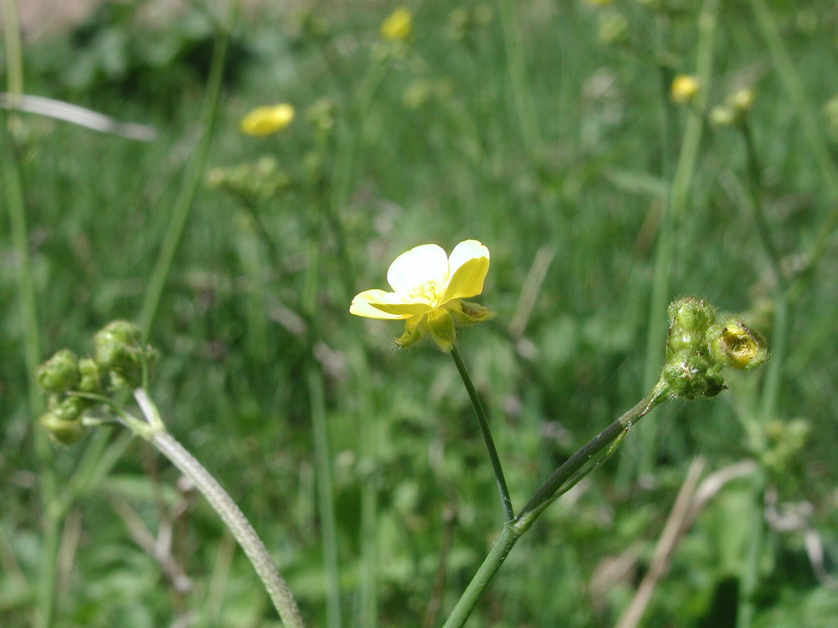 Ranunculus constantinopolitanus flower