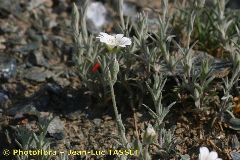 Cerastium boissierianum other
