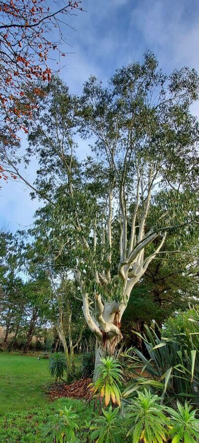 Eucalyptus dalrympleana bark