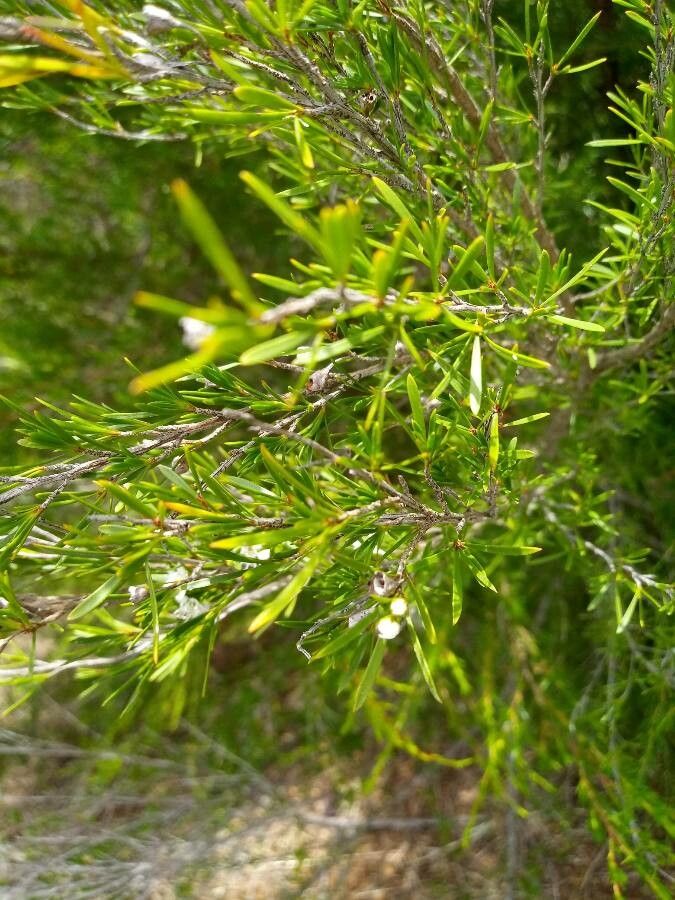 Sannantha virgata leaf