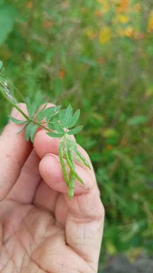 Ornithopus sativus fruit
