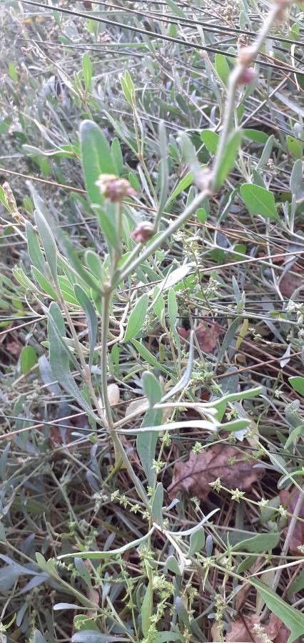 Halimione portulacoides — search result for 'Chenopodiaceae'