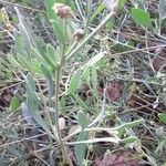 Halimione portulacoides