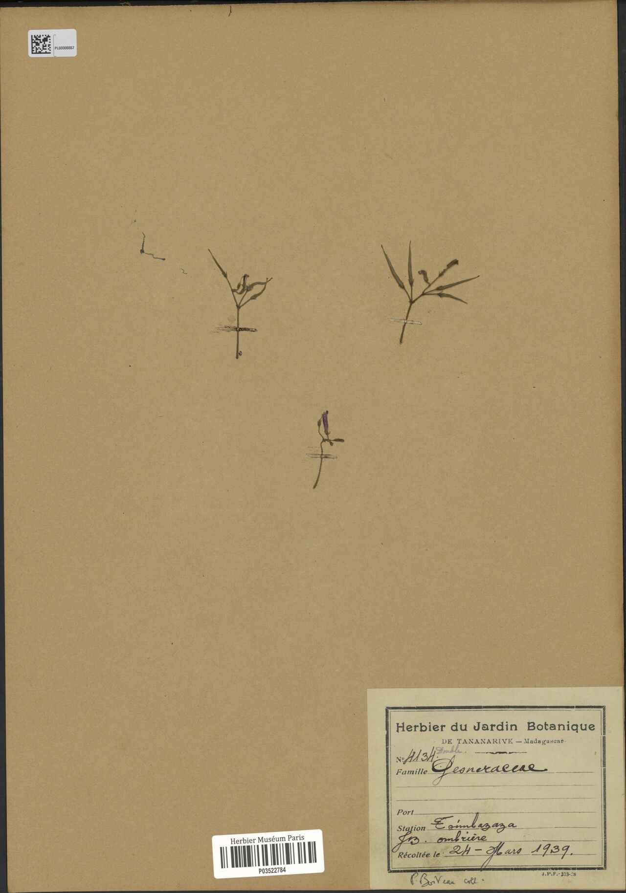 Streptocarpus plantaginea — search result for 'Streptocarpus'