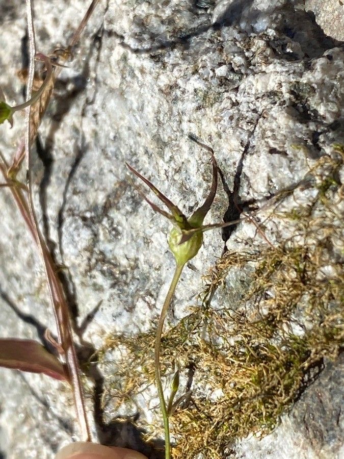 Campanula patula fruit
