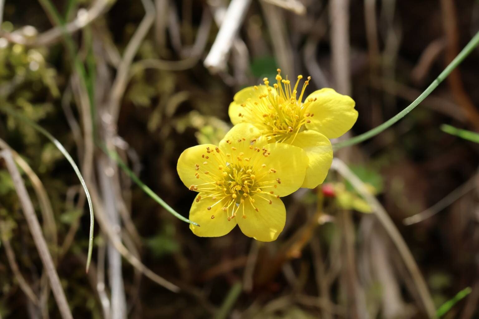 Geum ternatum — search result for 'Geum'