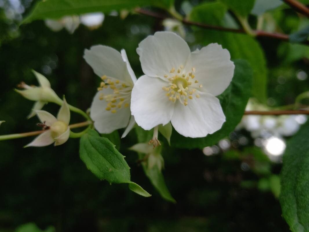 Philadelphus zhejiangensis flower
