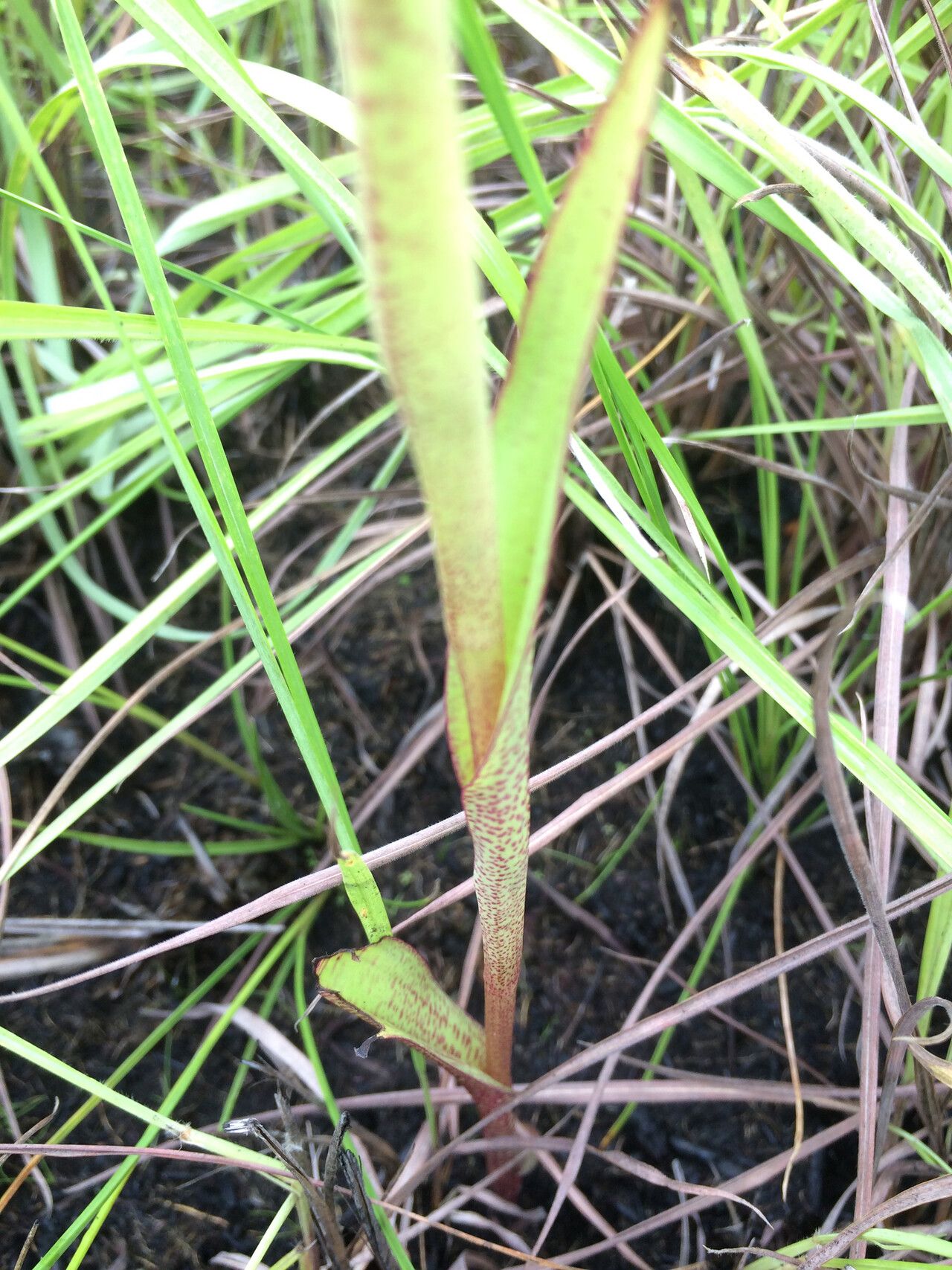 Disa hircicornis — houseplant care guide