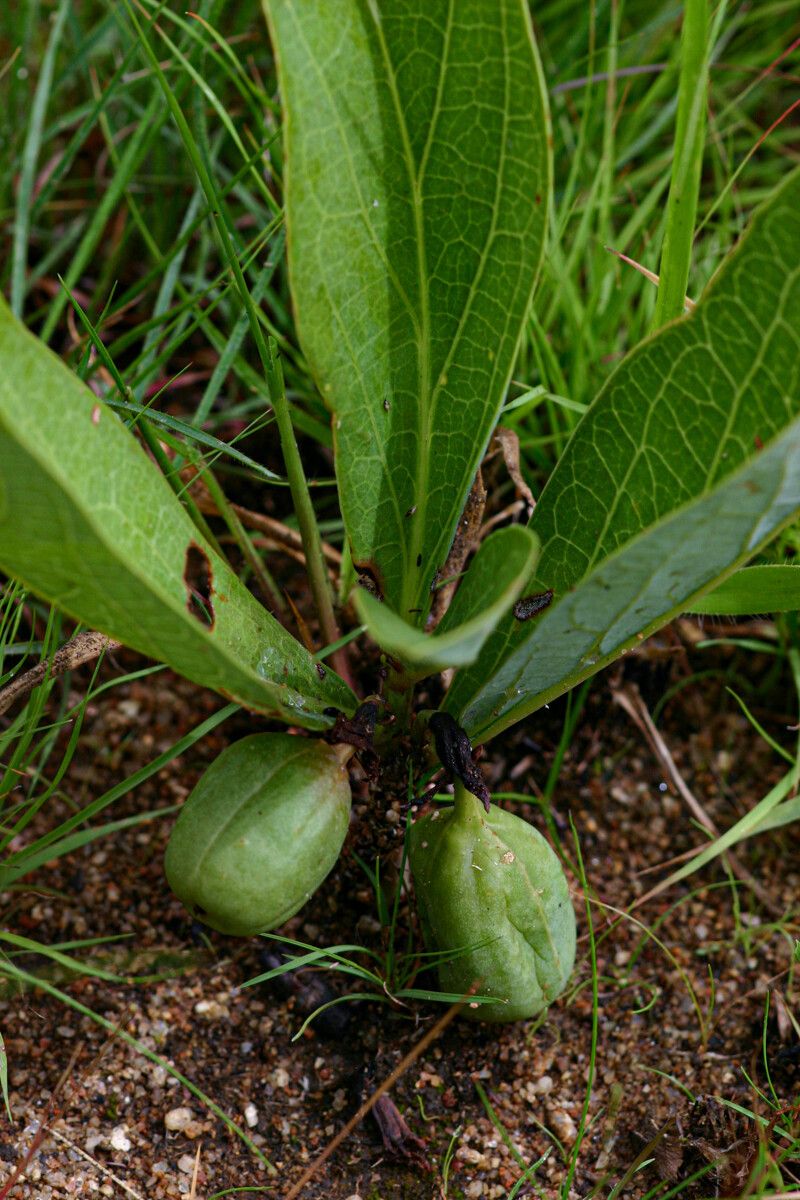 Adenia goetzei — houseplant care guide