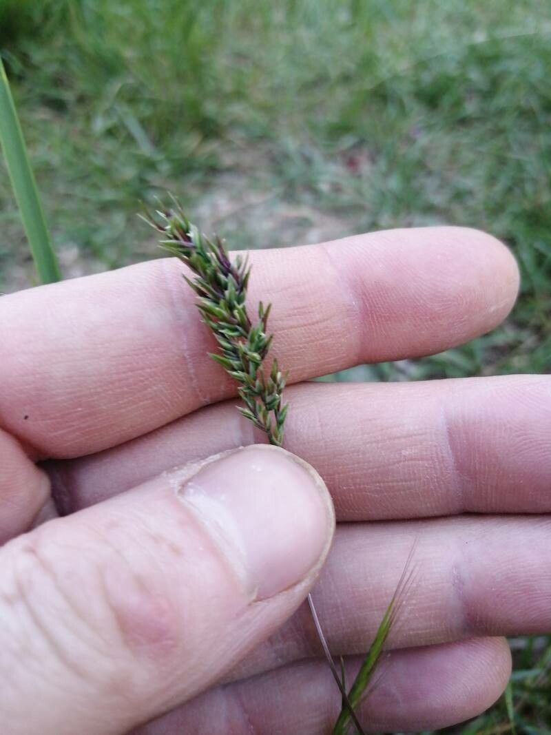 Poa compressa fruit