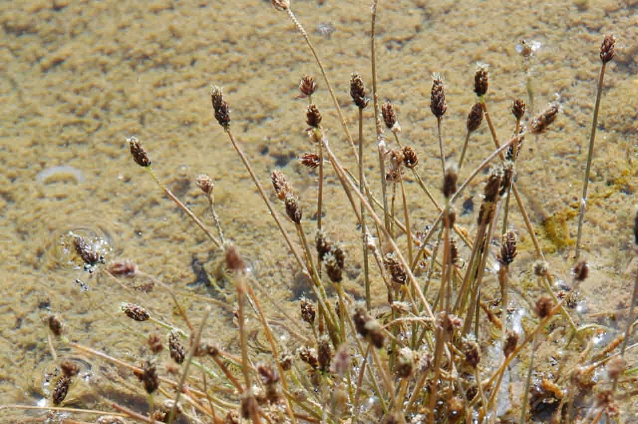 Eleocharis atropurpurea flower
