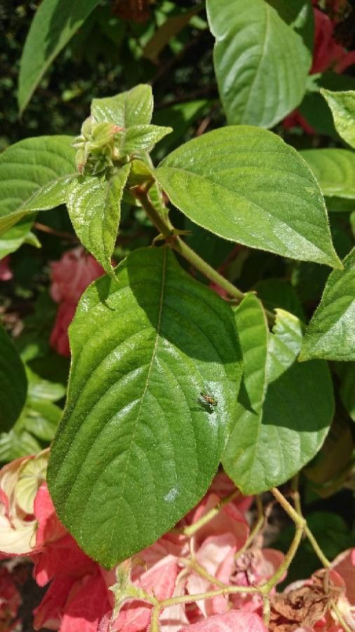 Mussaenda philippica leaf