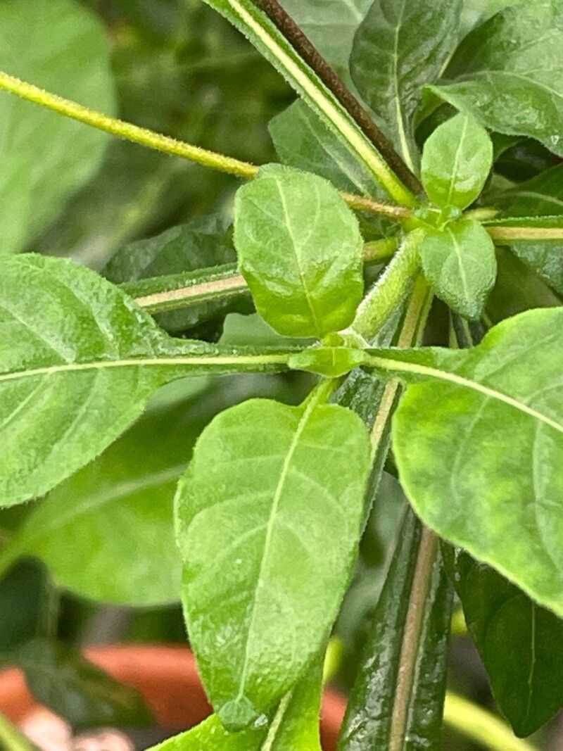 Crossandra puberula — search result for 'Crossandra'