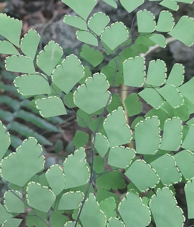 Adiantum tenerum fruit