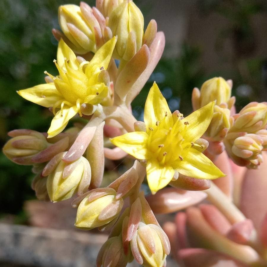 Sedum obtusatum bark