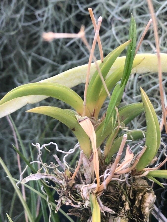 Tolumnia variegata — search result for 'Cuba'