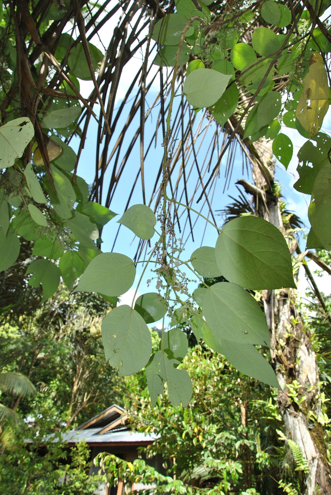 Pipturus argenteus other