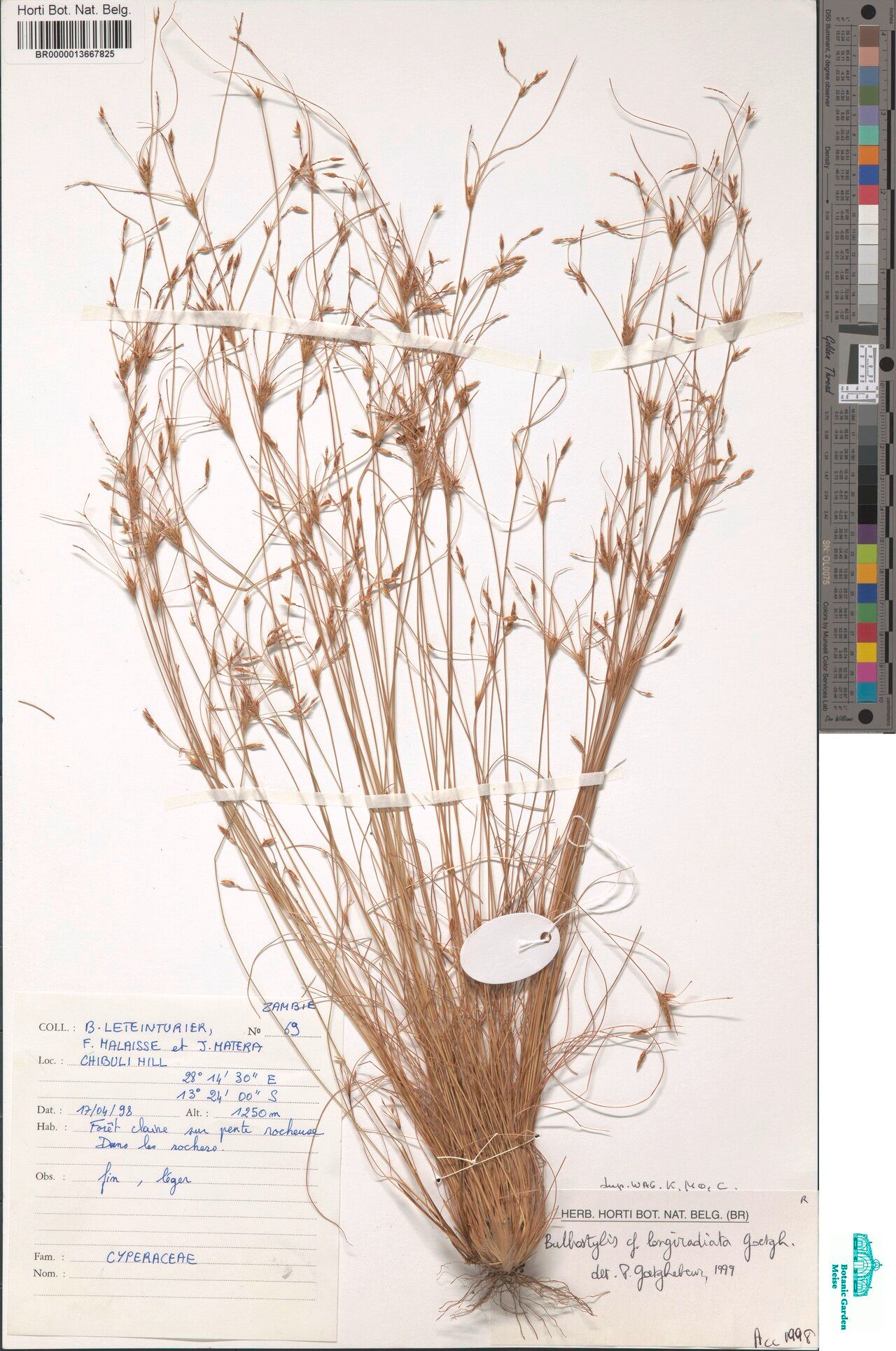 Bulbostylis longiradiata — houseplant care guide