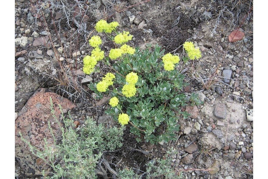 Eriogonum sphaerocephalum habit
