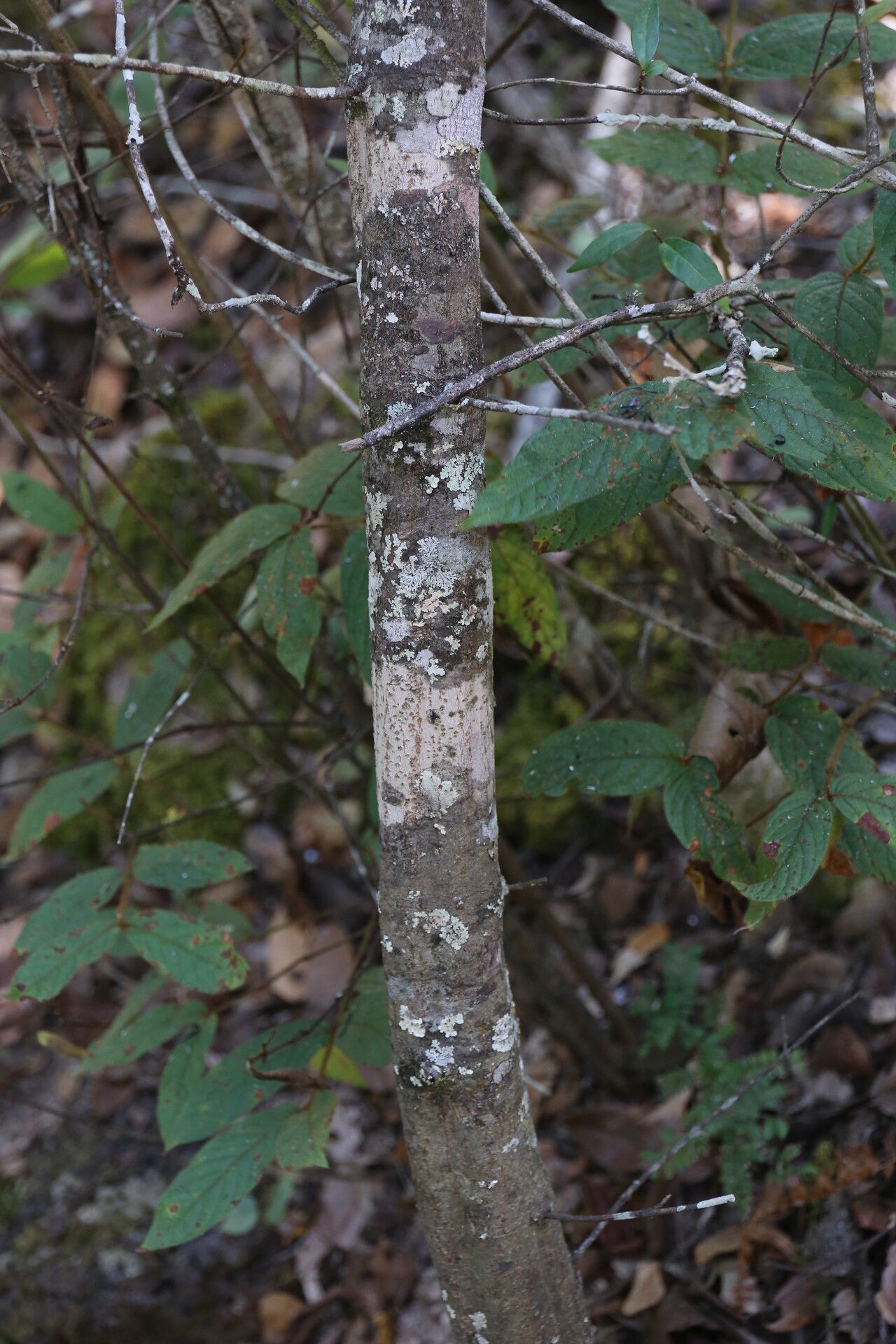Keetia gueinzii bark