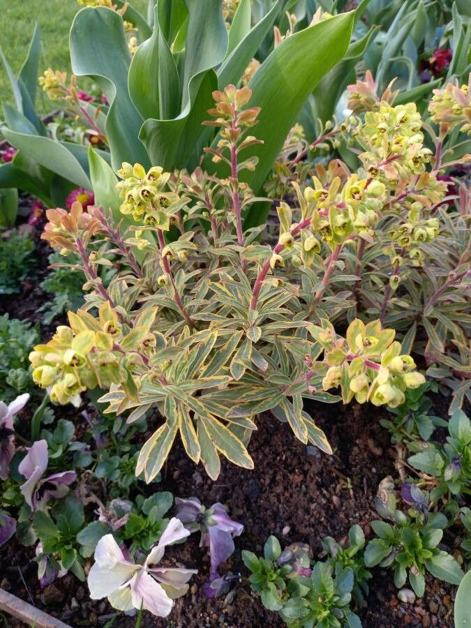 Euphorbia x martinii habit