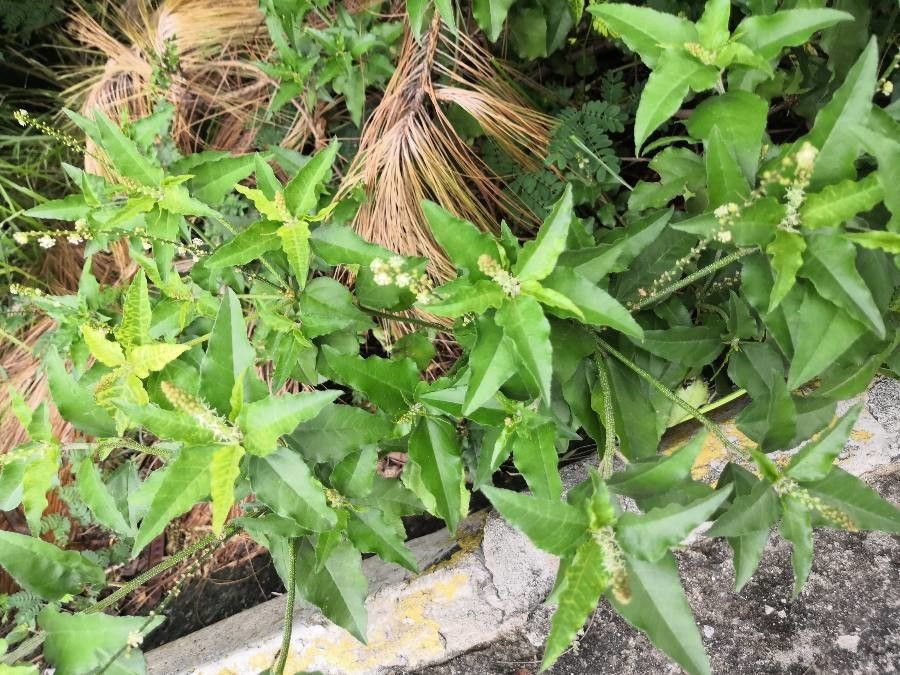 Croton bonplandianus leaf