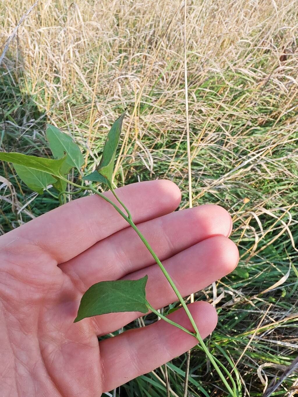 Calystegia atriplicifolia bark