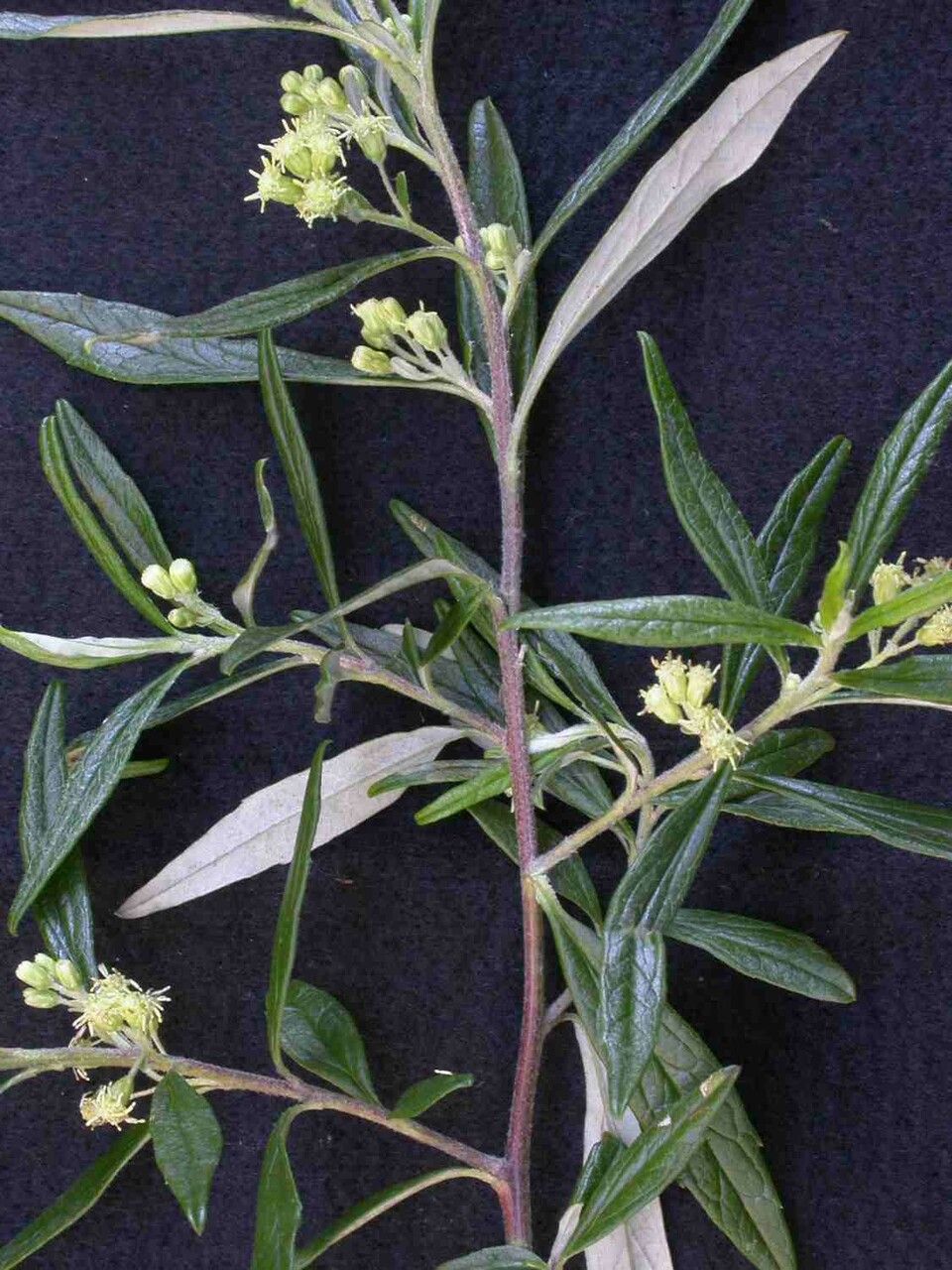 Baccharis montana — search result for 'Baccharis'