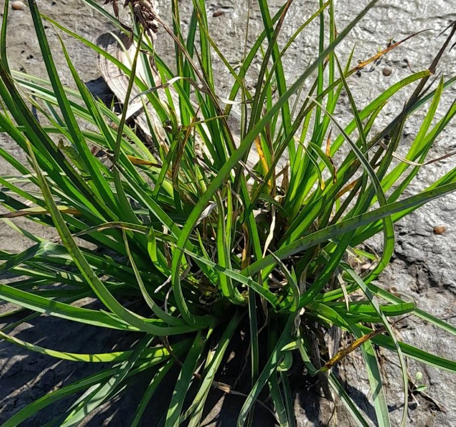 Carex fuscula habit