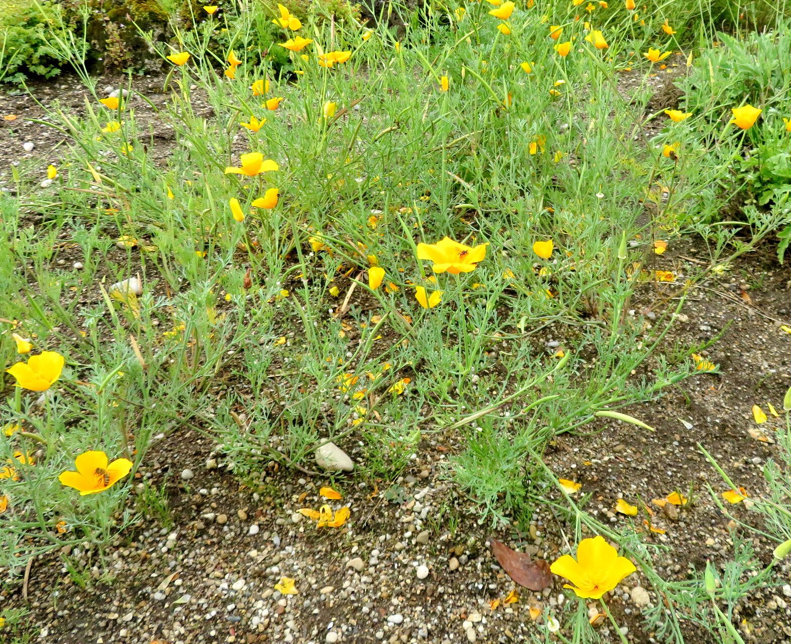Papaver commutatum habit