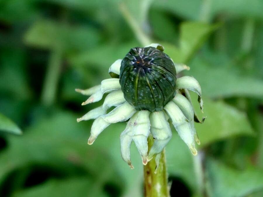 Taraxacum campylodes leaf