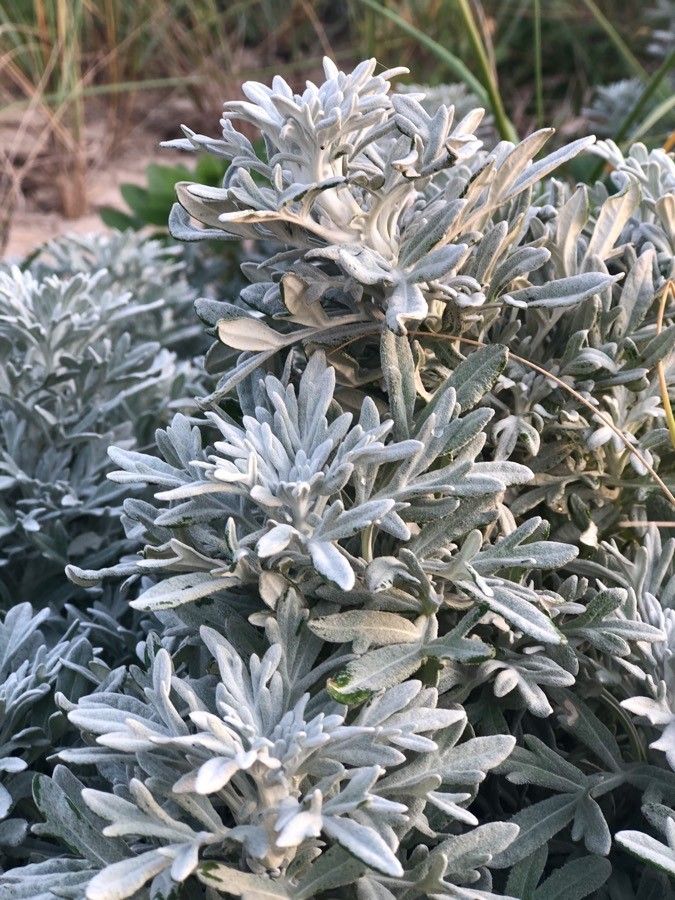 Artemisia stelleriana