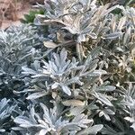 Artemisia stelleriana