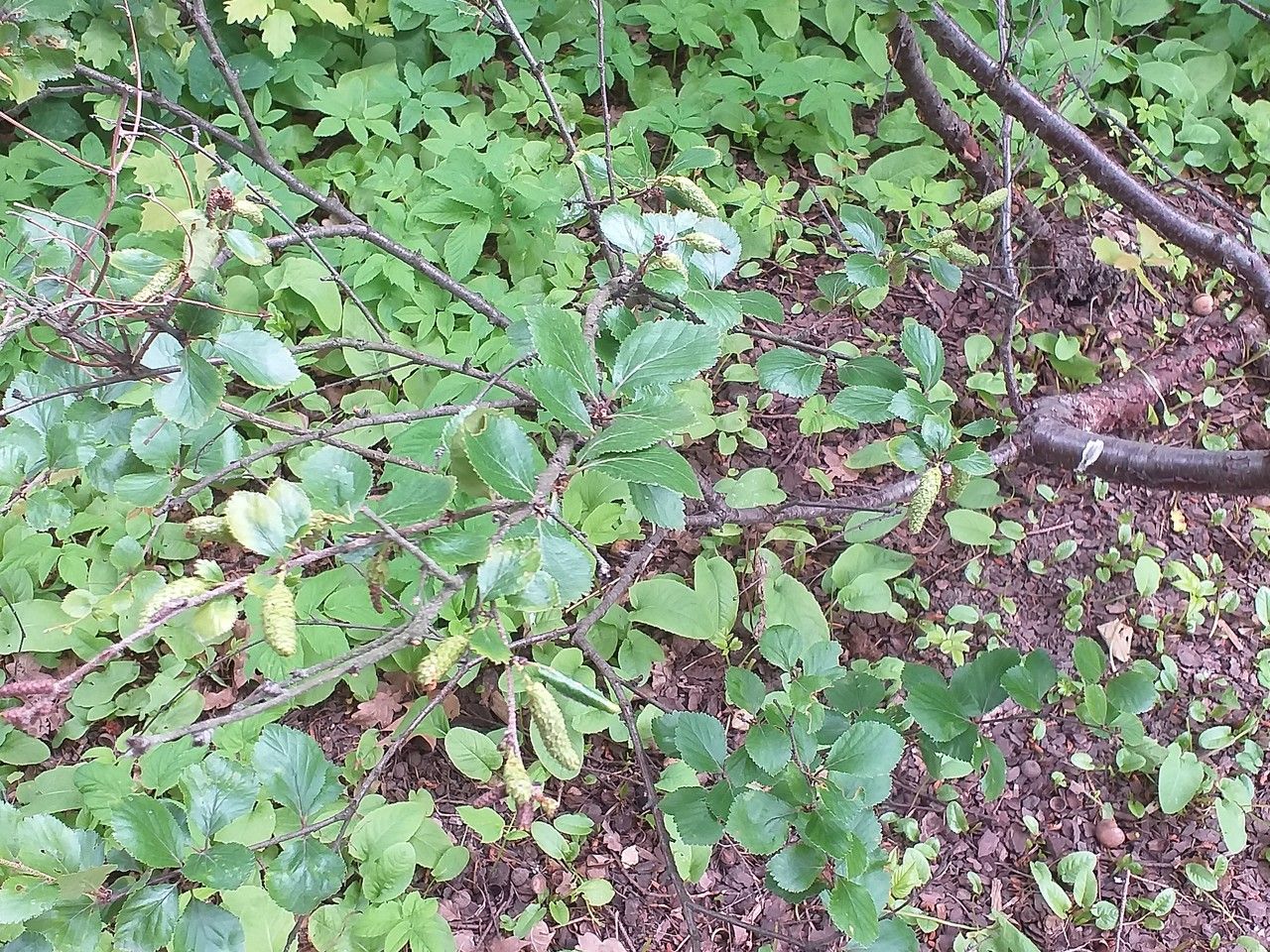 Betula ovalifolia bark