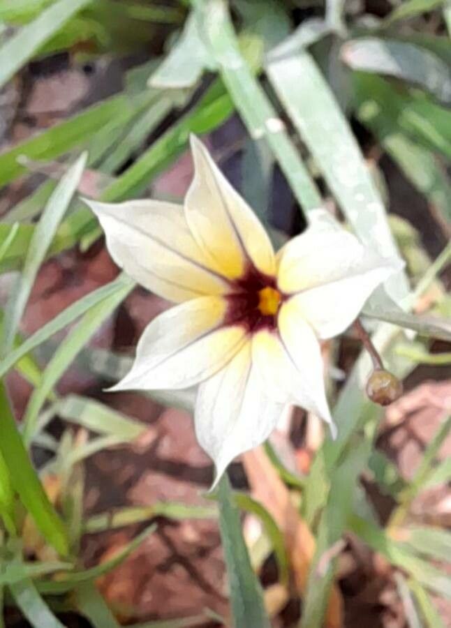 Sisyrinchium micranthum flower