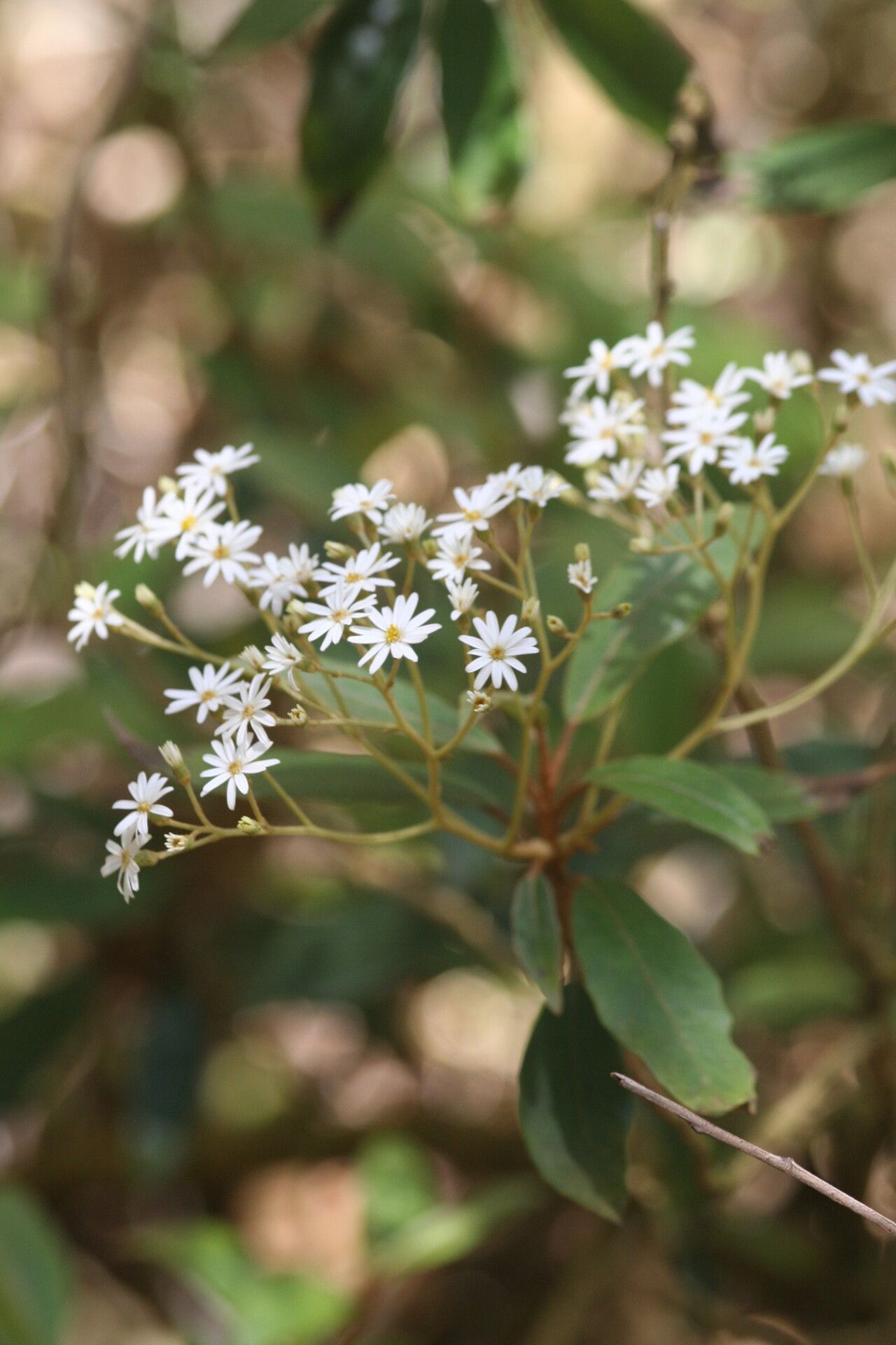 Olearia megalophylla — search result for 'Olearia'