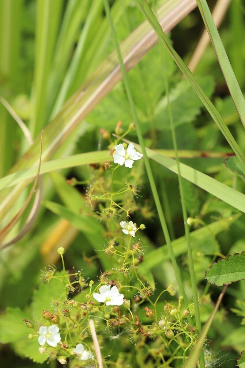 Drosera lunata flower