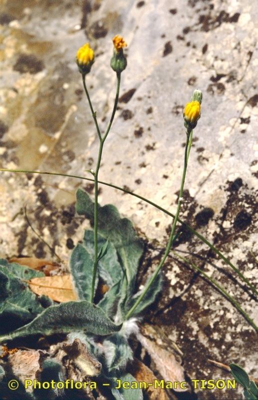 Hieracium candidum habit