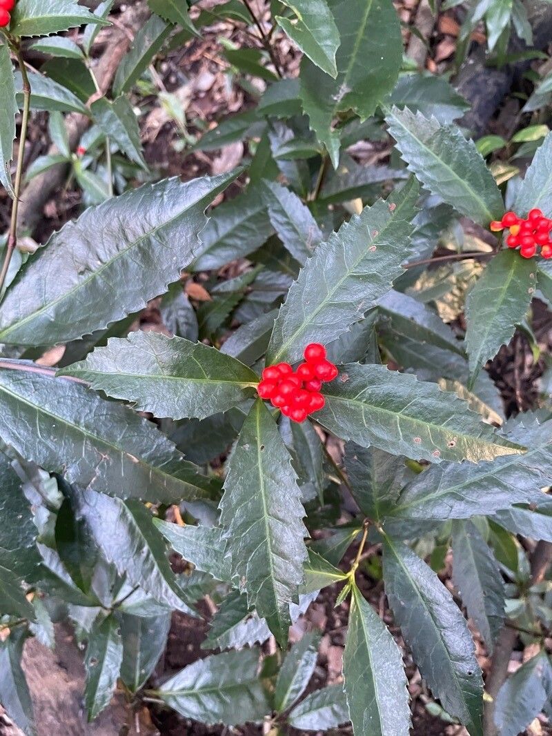 Sarcandra glabra — houseplant care guide